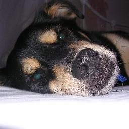 sfarriss's profile picture. 