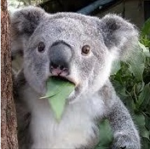 DaanicTheEditor's profile picture. r u a girl??!!?