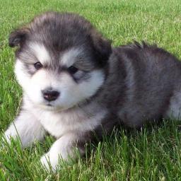 cheirozimm's profile picture. Cuida bem de mim??