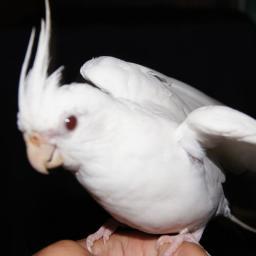 コザクラやオカメインコが大好きです。