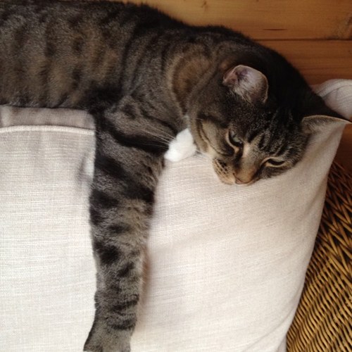 shjmike's profile picture. 