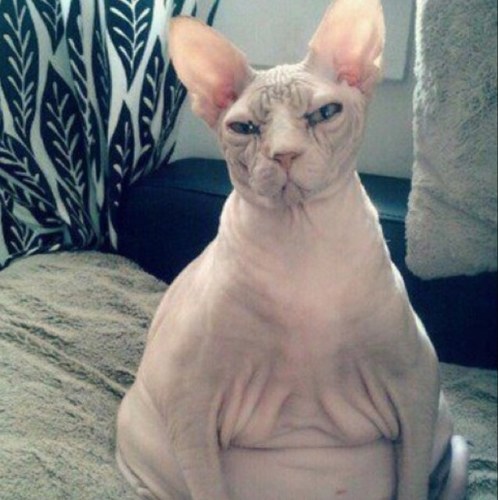 brakestopo's profile picture. Smthe right thing is not always the right thing