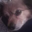 Teddy Rojas - @trojasthedog - Twitter