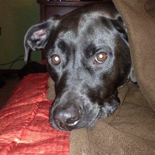 Sherri_Snydes's profile picture. 