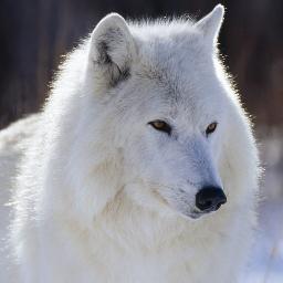 i am a fan of many...also i really love wolves if you haven't guessed...you have been warned...