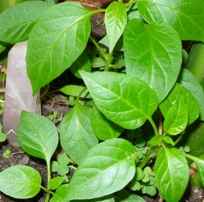 Into health, gardening and nature...