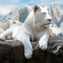 الامير (@0508084009) Twitter