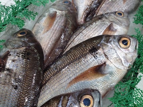 KristoferCollie's profile picture. Hablamos de lo bueno y comentamos lo malo para que mejoren su servicio.