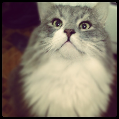 bigfatcat's profile picture. Русский,пушистый, милый кот.