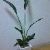 葉っぱです。