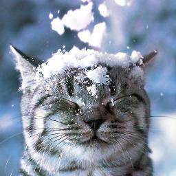 Kot_Kot_mr's profile picture. Меня нельзя не читать