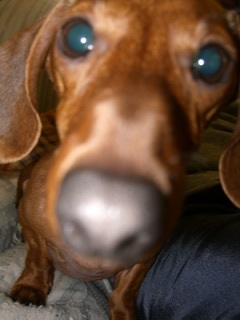 gusthemicrobus's profile picture. I am a dachshund, my human is @kinupanda, and I like chicken and naps!