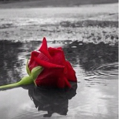 zgert23's profile picture. 