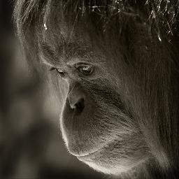 JimmyBrongus's profile picture. Before fair was square