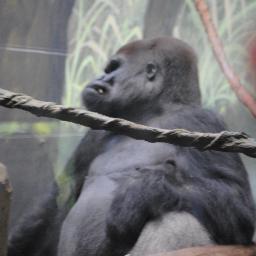 celiapulimeni's profile picture. gentil  belle