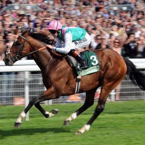 jojhorsetips's profile picture. 