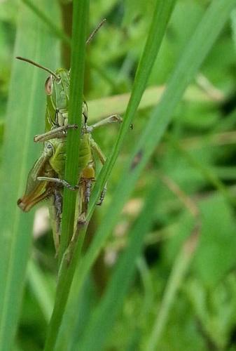 andyhartleyuk's profile picture. Land manager, mapping geek, ecologist, data lover. My account auto tweets UK wildlife Flickr photos to help with ID skills. Click on the links for originals.