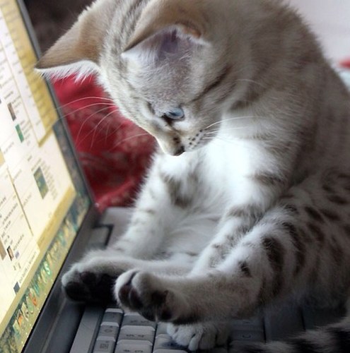 齋藤光 Hikaru Saito Hikaru Saito Twitter