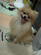 moitaro's profile picture. ワンコ我侭だけど可愛い　犬の散歩中リツイートがメイン(^_^;)