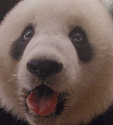 猫5匹のママです。パンダと動物全般好きです。
彩浜ちゃんの名付け親です🐼パンダロス中