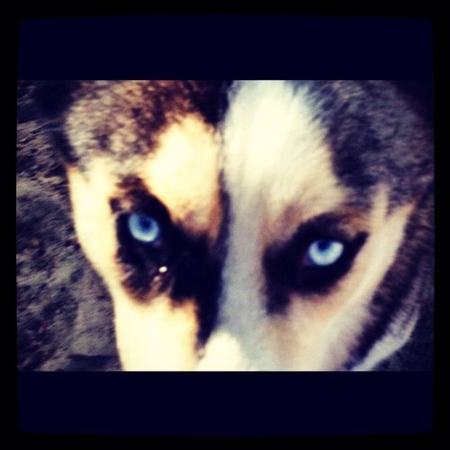 huskytales Profile Picture