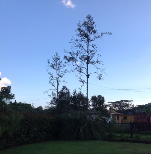 Sebastián Hernández