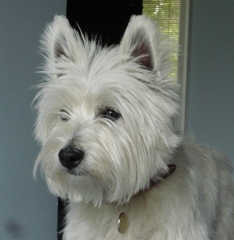 dustythewestie's profile picture. woodland explorer, nietzschean-philosopher, yogini, trend-setter, fastest white-furred girl on four paws, tree-climbing squirrel-chaser, cute attention-seeker
