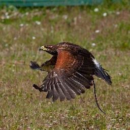 The Devon Bird of Prey Centre, promoting conservation through awareness and education. Visitor Centre, Experience Days, School Groups