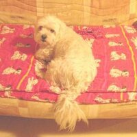 roguet albert (@albertroguet) 's Twitter Profile