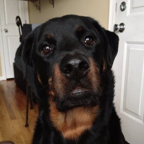 I’m a good boy!