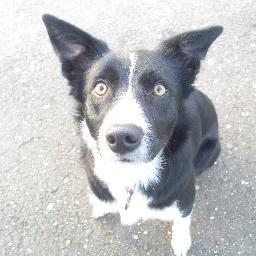 sheepdog handler; genetic enthusiast; one day a vet