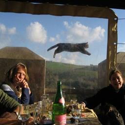 CarolillerWhite's profile picture. Lover of fractals, gypsy-footed photographer, cat-herder, witty & urbane  howler at the moon; Momcat to all-how can you be in two places at once?