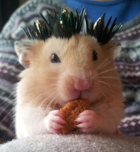 Turned into a hamster this life... Better LIVE IT!!!