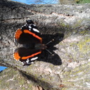 violeta enache - @violetaenache1 - Twitter