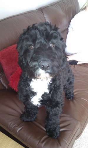 bernadettedave1's profile picture. 