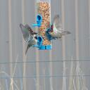 Rachel Lammers - @LammChop1 - Twitter