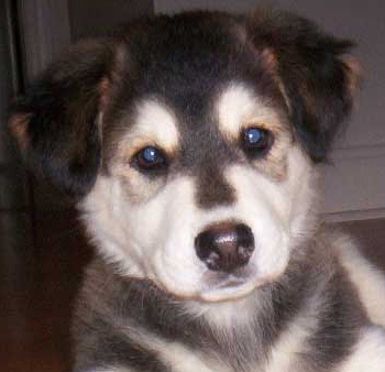 DJ MixPuppy is known for his House and EDM. Album: LUCY LOVE Book@JakumiRecords.com