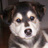 Mixpuppy's profile image