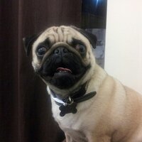 Karen Cadman (@kazthegeek) 's Twitter Profile Photo