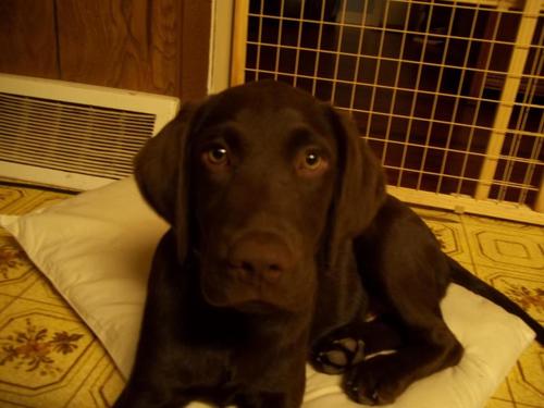I RUFF EMBLEM3!!!