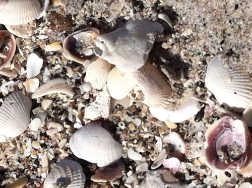 laxfanof2's profile picture. Mom to 2 lax players and a Drama enthusiast!!!