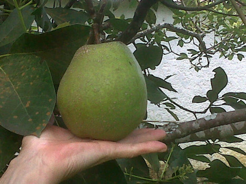 medinfadent's profile picture. 