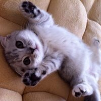 アスラル (@asurl_zein) 's Twitter Profile Photo