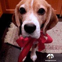 Puppy Jones (@puppyjones) 's Twitter Profile