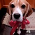 Puppy Jones (@puppyjones) Twitter profile photo Puppy Jones (@puppyjones) Twitter profile photo