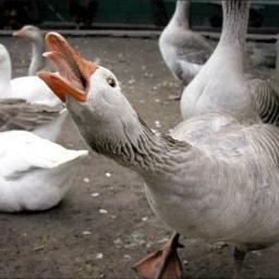 YoungKenC's profile picture. I'd rather have a bottle in front of me than a frontal lobotomy.