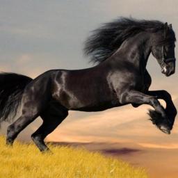 majed_alulaa's profile picture. إذا أحب الرجل إمرأة .. سقاها من كأس حنانة ،،،،، وإذا أحبت المرأة رجل .. أظمأتة دائما الى شفتيها                     ....  ماجد  - مهندس - هندسة المياه - 26 سنة