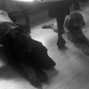 Nick Peluso - @nspeluso - Twitter