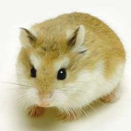 take_shi004's profile picture. みなさん、はじめましてよくある名前の社会人たけしですｗ福島市でweb関連の仕事してます。今はハムスター飼ってます♪趣味は読書：旅行：料理：ハムスター調教です。仕事でPC漬けですが、プライベートは携帯ばっかいじってますｗｗよろしくお願い致します。