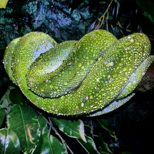 part time snake keeping type person, and one day i will actually finish the site.